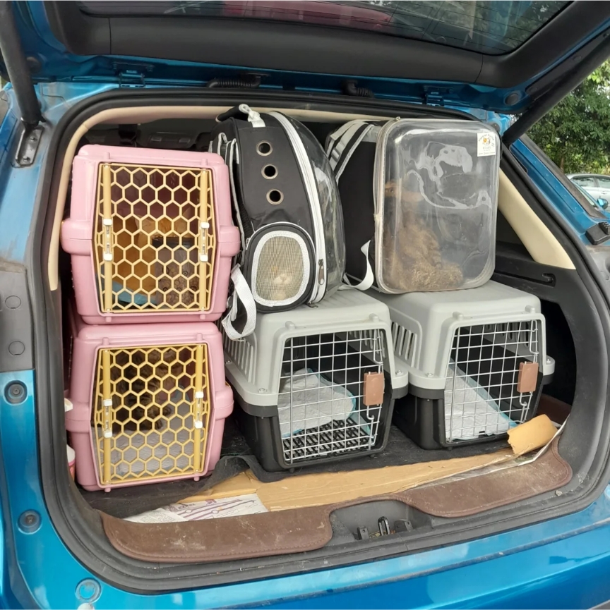 Basic Tips for Moving with Pet